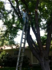 Head groundskeeper tackles the tree trimming